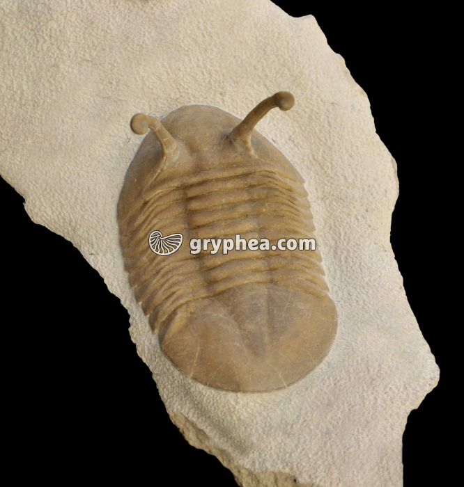 Trilobite (Asaphus kowalewskii, Ordovicien moyen, St Petersbourg, Russie) - gryphea.org